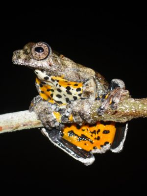 Save The Frogs: Anfíbios do Médio Solimões ganham destaque em evento científico no interior