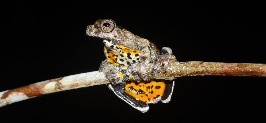 Save The Frogs: Anfíbios do Médio Solimões ganham destaque em evento científico no interior